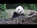 20201105 團團今睡樹洞裡 灰管開蓋沒問題 giant panda tuan tuan