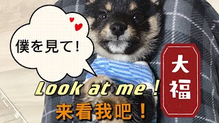 【豆柴】大福、僕を見て。look at me！来看我吧！