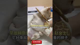 女生埋葬完救助的断腿流浪猫，抬头就望见一朵猫猫状的云，仿佛是它在和她告别 #pets #宠物 #cat