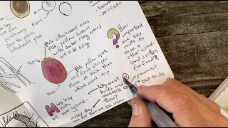 The Nature Journal Connection, Episode 10, Using Words in your Nature Journal