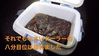 【ホタルイカすくい】富山のホタルイカが食べたいので採りに行ってきた 2020.03.21-22