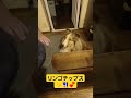 リンゴチップス美味しい😋🍴💕 pastordeshetland sheltlandsheepdog sheltie шетландскаяовчарка