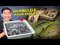 MASUKIN 100RIBU LELE KE KOLAM! BLUSUKAN CARI LELE DI KOLAM!