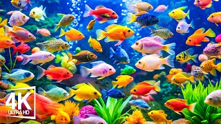 Mesmerizing Moments Underwater: Captivating Fish Footage! Aquarium 4K Video UHD