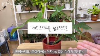 식물 분갈이 | 레드브리스틀 필로덴드론