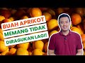 BUAH APRIKOT untuk Kesihatan Tubuh | Sharifah Trading