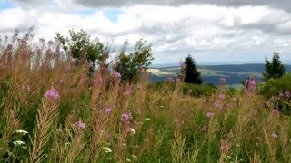 Wycieczka w Beskid Niski, sierpień 2012 - szlaki na Lackową, Jaworze, Tokarnię.