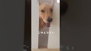 【怒られる犬】お母さんに怒られてるゴールデンレトリバーが可愛すぎる💕　#ゴールデンレトリバー #大型犬　#犬　#かわいい #shorts