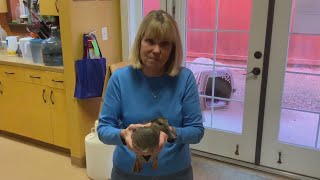 Wildlife Friday on KLBK: All about the Gadwall Bird