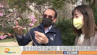 新竹公園櫻花悄然綻放 林志雅盼公園綠地好上加好