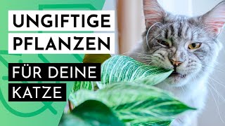 15 katzenfreundliche \u0026 ungiftige Pflanzen für Zimmer und Balkon