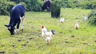 Gallo grande mestizo de brahma con gallinas Criollas