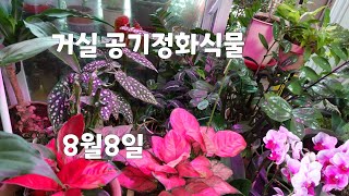 [환희사랑 VLOG]거실에서 자라는  공기정화식물/요즘 꽃피는식물들/베고니아 슈팅스타/엘레강스 엔젤/ 베란다정원 /주부TV