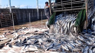 Crazy Fish Waterfall! Luxurious Mullet Roe \u0026 Mullet Dishes Making / 烏魚子製作, 烏魚料理 - Taiwanese Food