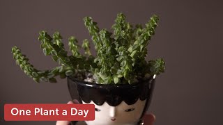 Peperomia columella Houseplant Care — 246 of 365