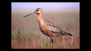 Was it Designed? The Bar-Tailed Godwits Navigational System