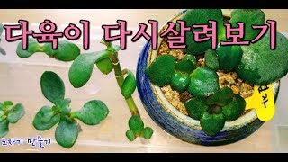 다육이 염좌(염자)키우기 무름병다시살려보기Leaning on succulent plant spruce