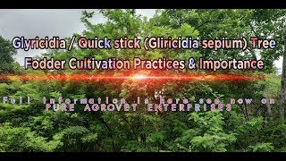 Glyricidia / Quick stick (Gliricidia sepium) Tree - Fodder Cultivation Practices \u0026 Importance in Tam