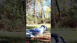 Gourgeous Bird | Blue Jay 🐦💙🤍