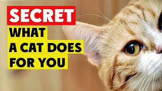 😺9 Things Your Cat Does for You Without You Knowing 😺 what cats do for us 😺