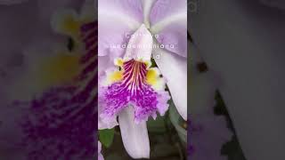 Cattleya lueddemanniana ‘Cuyagua’ #orquideas  #cattleya #orchids #flowers