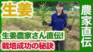 生姜農家直伝！家庭菜園や農園で無農薬と無施肥の生姜栽培を成功させる育て方の秘訣を公開！【農家直伝】