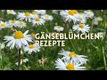 8 Gänseblümchen-Rezepte | Küche, Kosmetik & Kräuterkunde