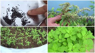 How to grow తోటకూర easily in Pots or Bags just 20 days || How to grow Amaranth Seed to Harvest