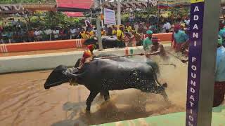 Kambala Start - Aikala Bava 2024