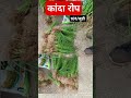 कांदा रोप पाहीजे का