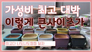 7월20일 토끼네화분 #오드리분#명품#공방분#수제화분# 양품만한 사이즈가 1만원 대박이다~언능언능 오세요~5만이상 택비무료