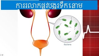 ការរលាកផ្លូវបង្ហូរទឹកនោម | Urinary Tract Infection