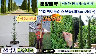 [한정수량]유럽 싸이프러스 3년생 40cm이상(특묘) 원가나눔 2,900원부터~가격실화?? #사이프러스 #고급조경수