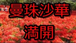 2015巾着田曼珠沙華まつり《埼玉県日高市》