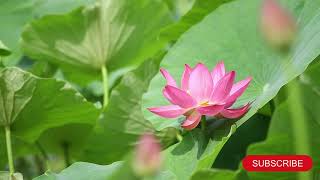 Blooming Serenity | Relaxing Music #4k #relaxing #nature #morningmusic #refreshing #flowers #flower