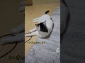 激しい寂しがり屋猫 白猫 撮影 猫好きさんと繋がりたい 親バカ投稿 cats 猫