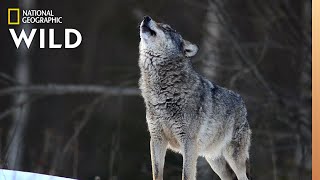 Wolves 101 | Nat Geo Wild