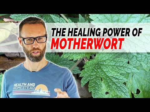 Does motherwort interact with medications?