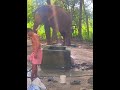 guruvayur elephant attack valiya keshavan nandhan indrasen punnathoor kotta elephant attack