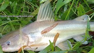 MANCING IKAN SUNGAI DI MUSIM TENGKUJUH