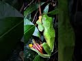 🐸 தவளை பறக்குமா 💚malabar gliding or flying frog tamil tamilnadu nature wildlife frog kerala