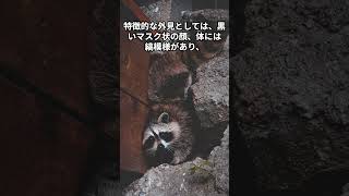 【アライグマの雑学】＃動物＃雑学＃AI＃字幕