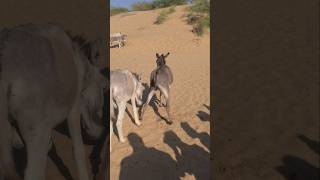 Is donkey ready |#foryou #shortsfeed #animals #youtubeshorts