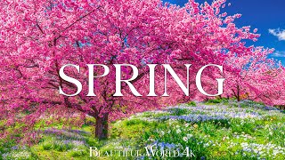 Spring Flower 4K - The Earth Awakens In A Tapestry Of Blossoms - Piano Music