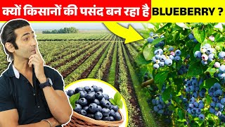 अब भारत के हर कोने में करें Blueberry की खेती🫐| Blueberry Farming Complete Details in Hindi