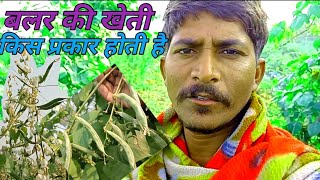 बलर की खेती कैसे करें झाबुआ जिले के किसान की खेती @B.Pachayavlocks #farming#adiwasivlog