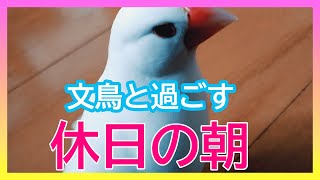 【文鳥3歳3か月⑦】文鳥のいる休日の朝は早い3代目文鳥ピーちゃん 癒し系動物 Java sparrow