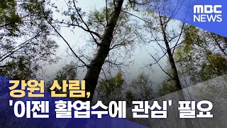 강원 산림 '이제는 활엽수에 관심' 필요 (2023.10.12/뉴스데스크/MBC강원영동)