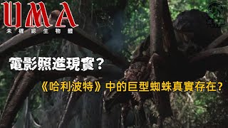 電影照進現實？《哈利波特》《指環王》中的巨型蜘蛛，原型竟真實存在？迷蹤謎｜神秘生物目擊實錄｜未解懸案深度解析