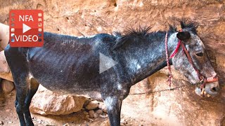 With your support, we will help injured, overworked donkeys in Jordan by RUSHING medical supplies